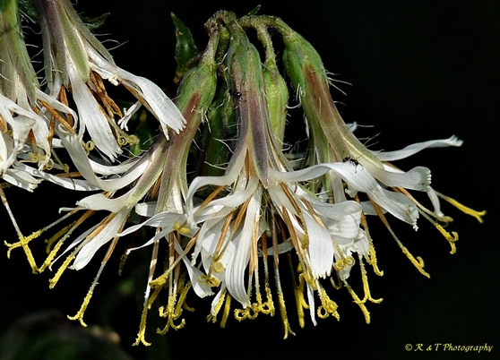 {Nabalus barbatus}